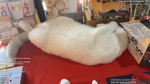 Cat is just chilling