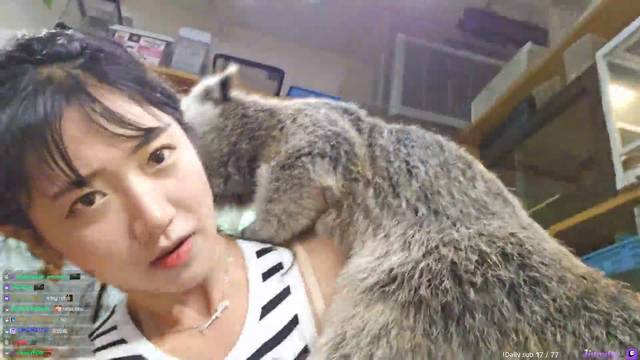 Friendly binturong climbs on Jinny