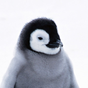 fronzdot