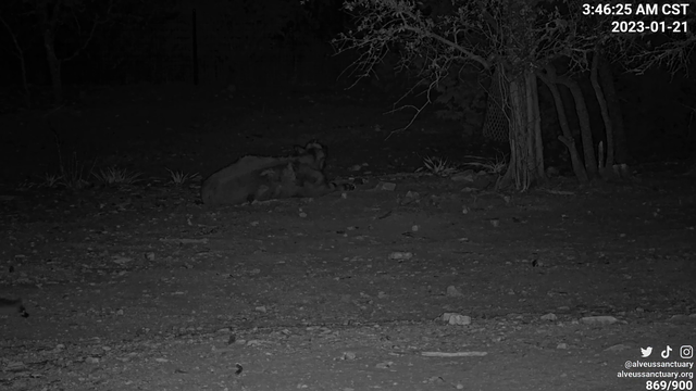 Alveus has 2 guests.