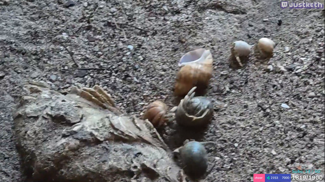 justketh - Grab fighting over shells.