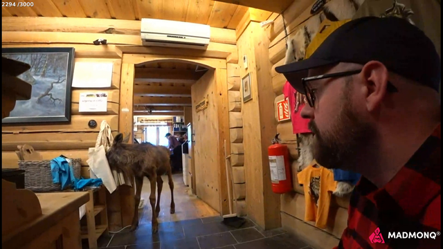 Moose calf in the store
