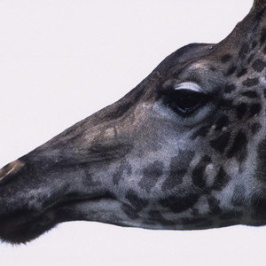 GiraffeKiller