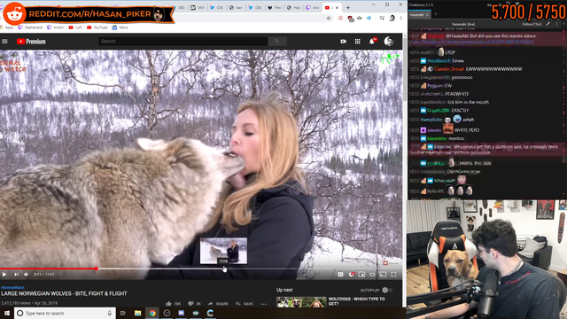 Hasan's dog Fish Learns About Some Human Women's Tendencies