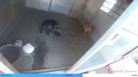 Maya's Bayzed Take On Fat People