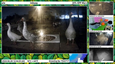 "ducks" react to lightning ⛈️⚡ .... by not reacting 🤷‍♂️