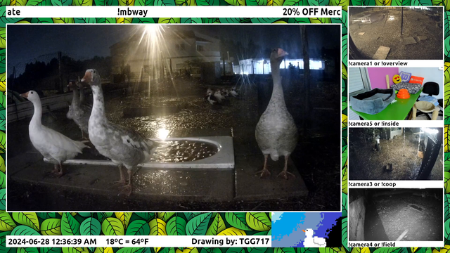 "ducks" react to lightning ⛈️⚡ .... by not reacting 🤷‍♂️