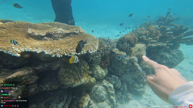 Check out the corals