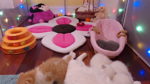 kitten mill selling sick cats