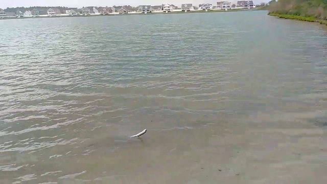Caught An EEL