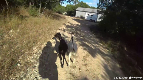 Maya fat shaming a goat