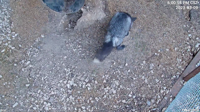 Fox makes a Bug friend.