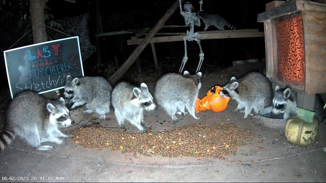 Raccoon plays a Halloween prank on his friends