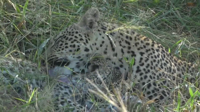 leopard cub bathed by mommy leopard