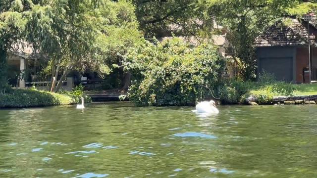 Swan Inspects Wooden Boat