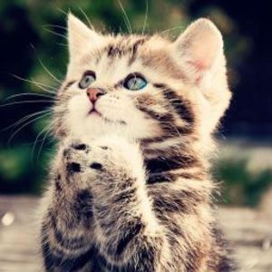 AmatuerAnimalRescue
