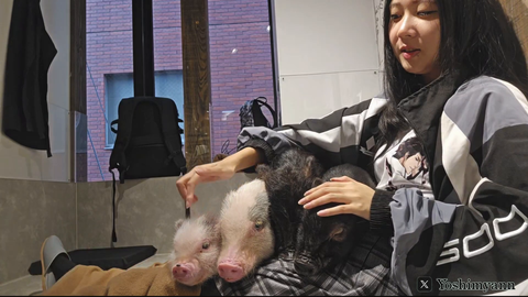 Cute piglets