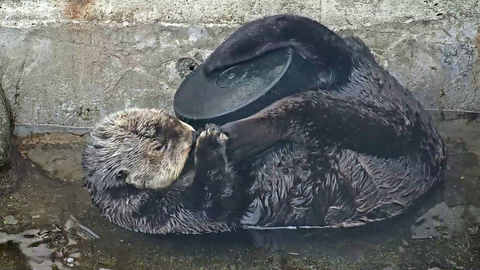 Otter stream :widepeepohappy: