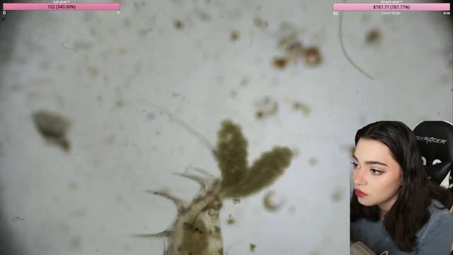 Microscope Streamer Finds Micro Shrimp!