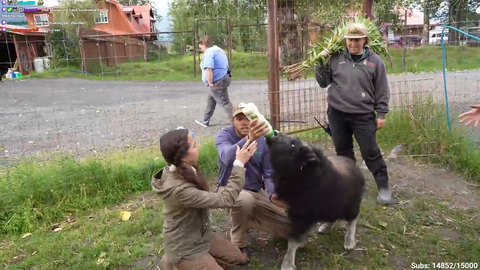 Maya feeds a baby Musk Ox
