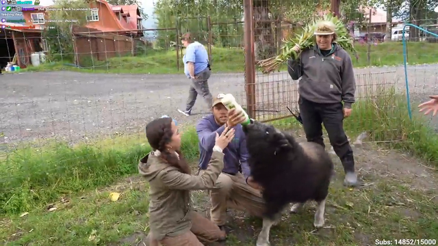 Maya feeds a baby Musk Ox