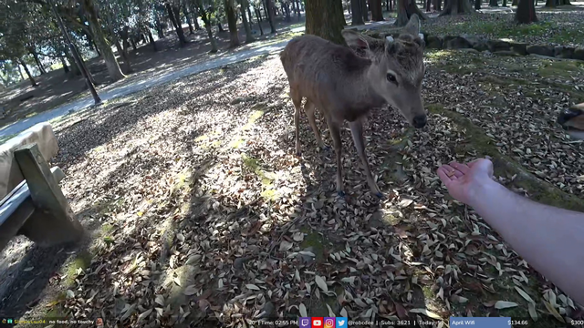 Wild deer is basically a puppy