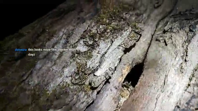 Streamer investigates hole in a tree