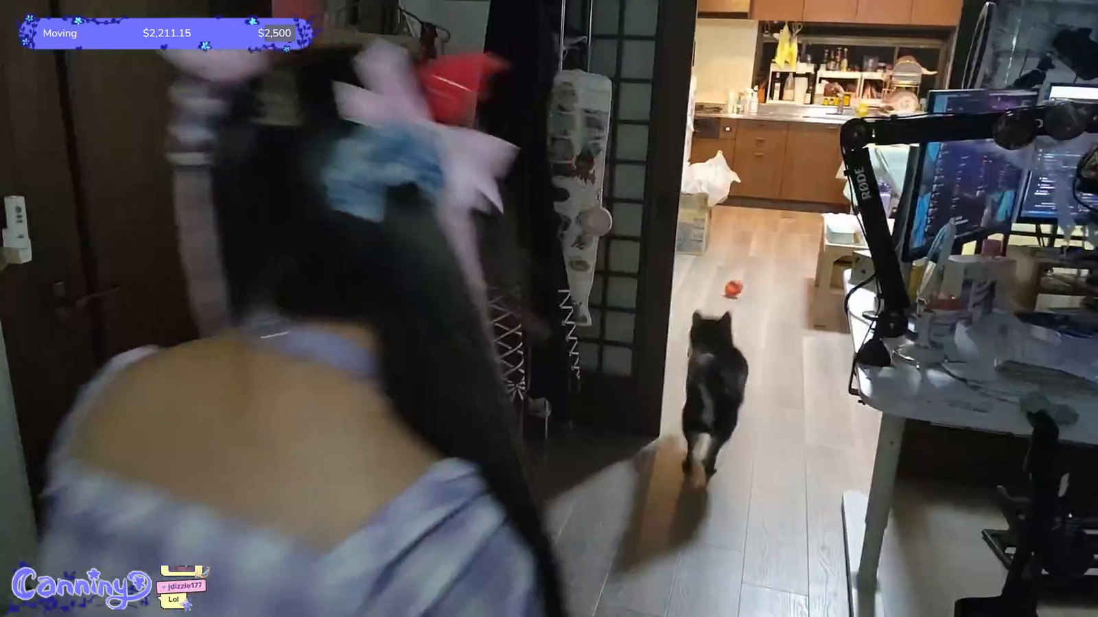 Cute Shiba is playing