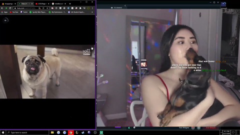 Who let's their dog do this???