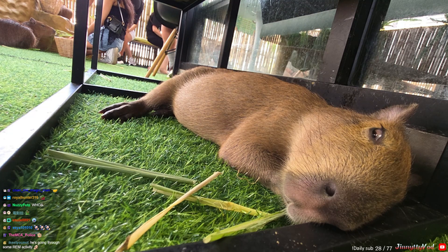 Capybara's nap gets interrupted by noisy meerkats