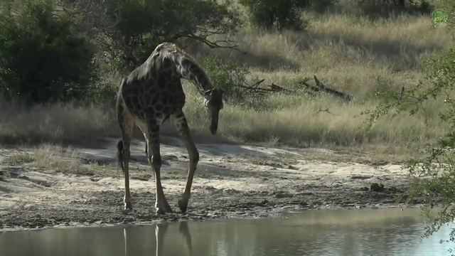 ever seen a giraffe awkwardly bend over to drink water?