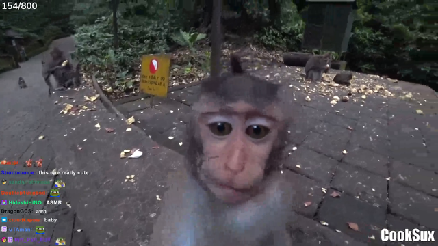 Monkey licks chat