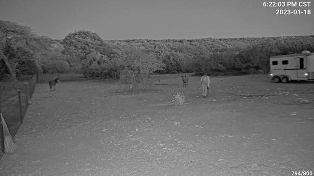 Emu stalks stumbling prey