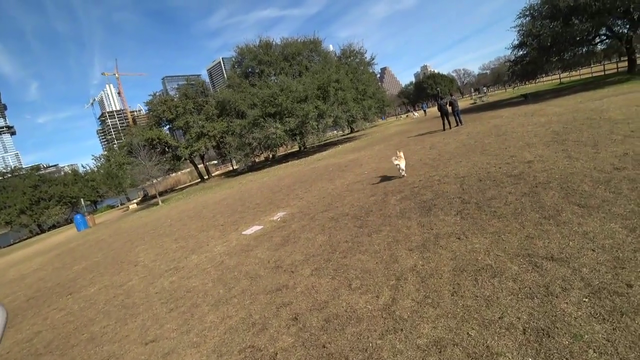 reckful dog finds new friends