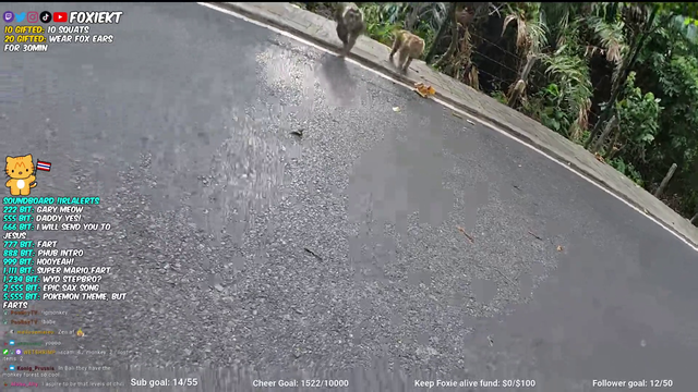 FoxieKT - MONKEY TRIED TO STEAL STREAMERS BAG