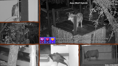 Awa calling for Timber who recently passed away