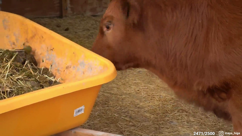 Maya gives Winnie the cow scritches