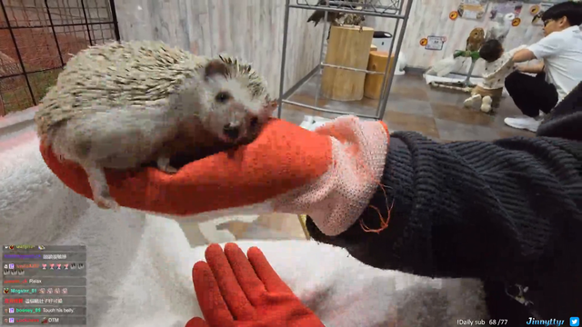 Just a cute hedgehog chilling