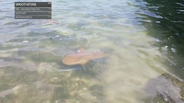 Alec almost catches a shark