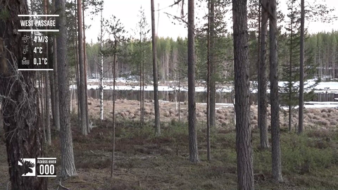 3 moose spotted infront of 30k viewers on the great moose migration livestream