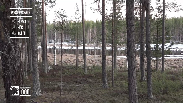 3 moose spotted infront of 30k viewers on the great moose migration livestream