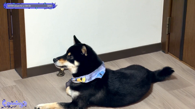 Shiba gets a belly rub
