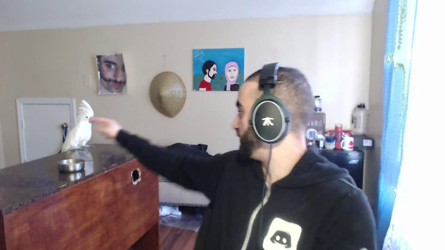 Pet parrot disrespects his owner