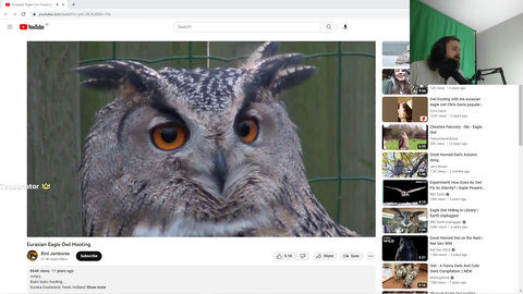 Forsen gets bombarded by owls