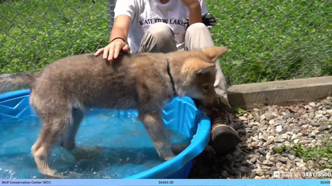 Maya gets attacked by a wolf 🐺