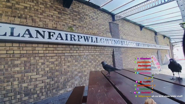 Birds caught stealing streamer's food in Llanfair­pwllgwyngyll­gogery­chwyrn­drobwll­llan­tysilio­gogo­goch