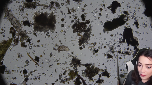 Microscope streamer finds water bear!