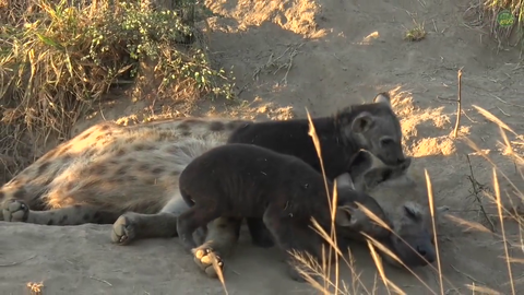 two hyena cubs trying desperately to wake up their sleepy mom