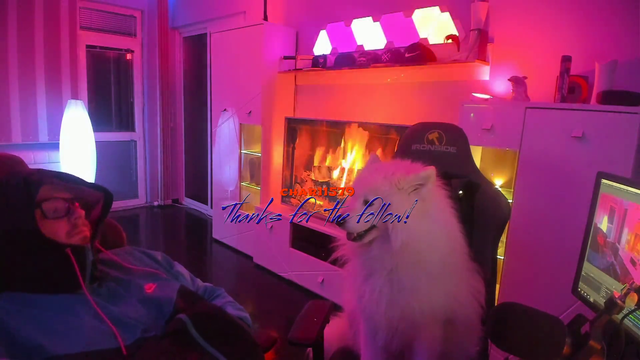 Dog wants to be petted but the streamer is trying to sleep