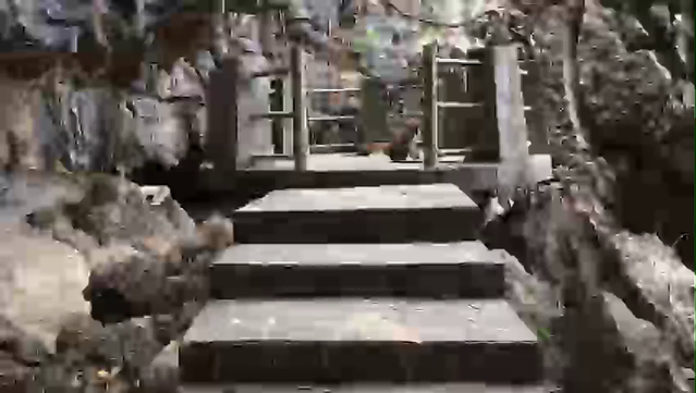 Rise of the apes